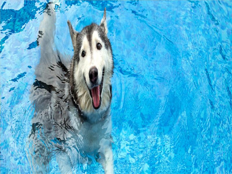 KÖPEKLER VE YÜZME PRATİĞİ
