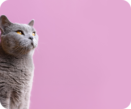 Kedi