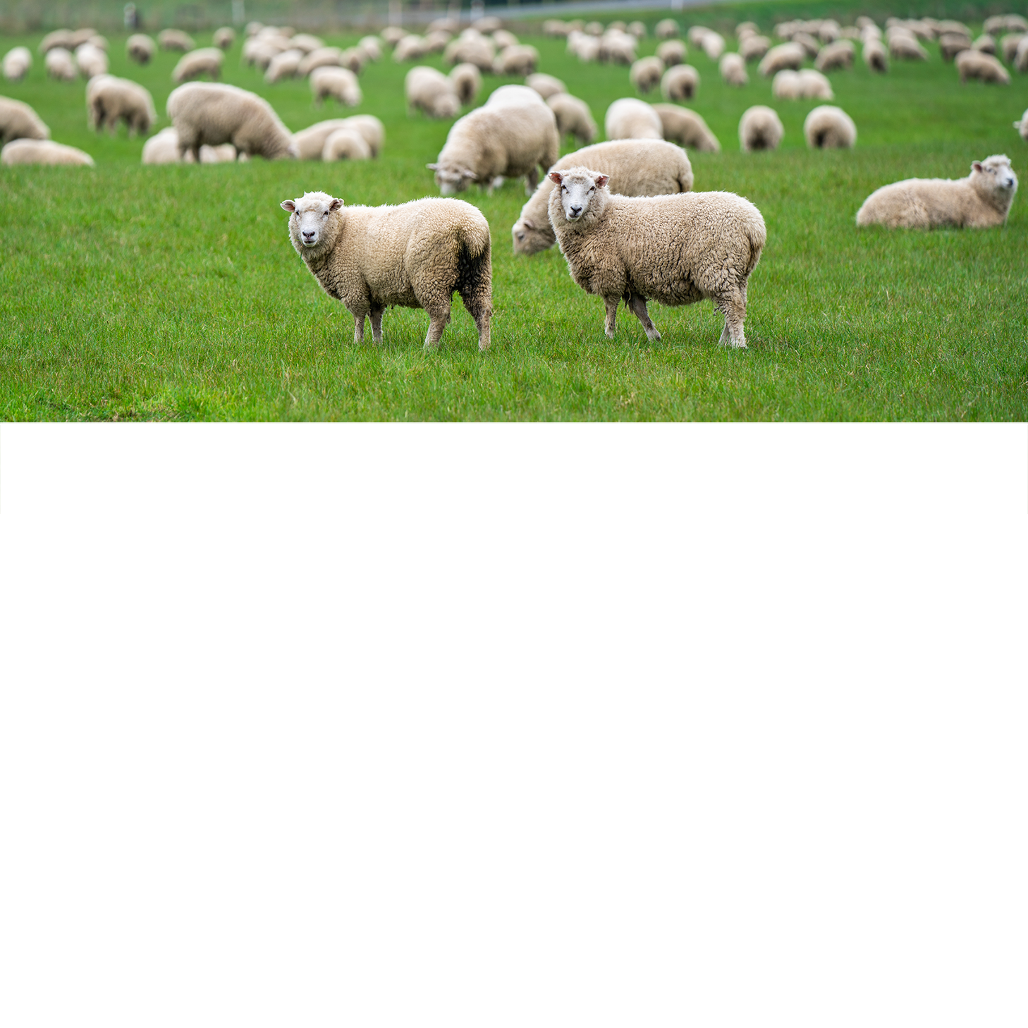 Sheep and Goats